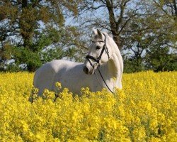 broodmare Wolke G (Holsteiner, 2006, from Cassiano)
