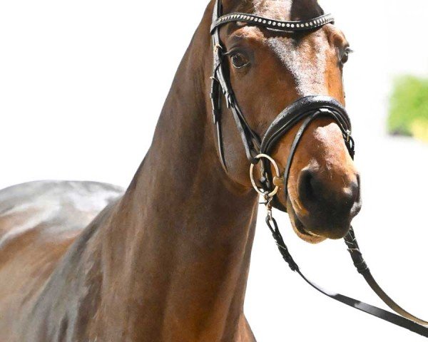 Pferd Calix Blue (Deutsches Sportpferd, 2021, von Chacoon Blue)