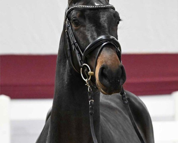 Pferd Deep Blue (Deutsches Sportpferd, 2022, von Diablue PS)