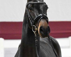 Pferd Deep Blue (Deutsches Sportpferd, 2022, von Diablue PS)