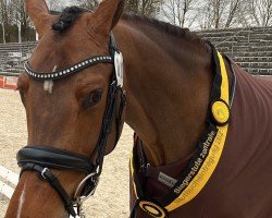 horse Onyx CR (Holsteiner, 2021, from Dinken)