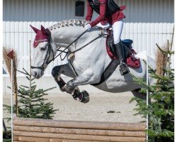 dressage horse Baltimo (Hungarian Warmblood, 2017)