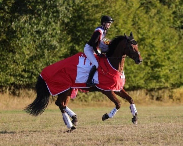 jumper Artus S 3 (Holsteiner, 2016, from Amber 119)