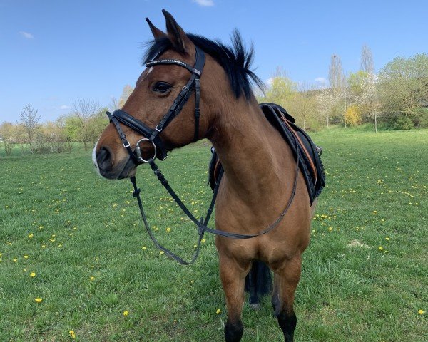 dressage horse Gorano (German Riding Pony, 2003, from Germany) dressage horse Gorano (German Riding Pony, 2003, from Germany)