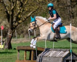 jumper Donito 7 (Fjord Horse, 2016, from Damar)