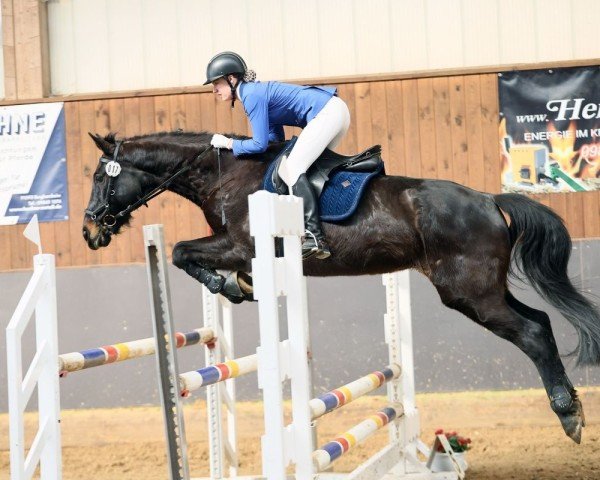jumper Beatrix HG (KWPN (Royal Dutch Sporthorse), 2006, from Haarlem)