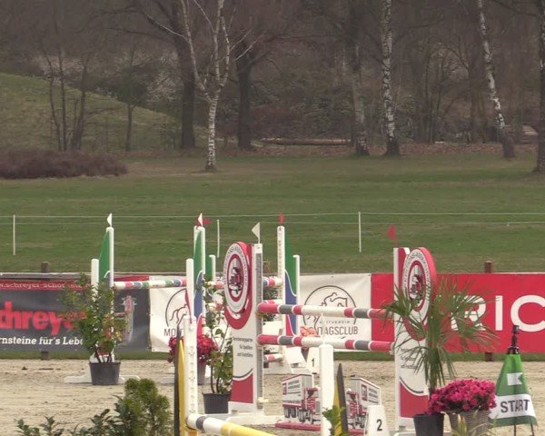 Reitturnier Westergellersen 2025