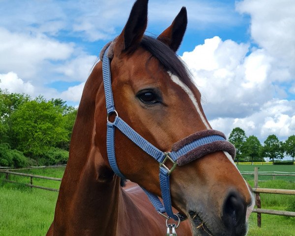 jumper Fanelli (German Sport Horse, 2008, from Lancelot Quainton)