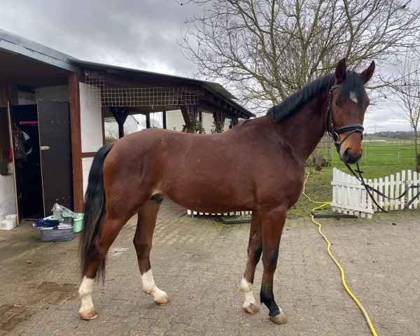 dressage horse Rocket Star 8 (German Sport Horse, 2018, from Rivero II)
