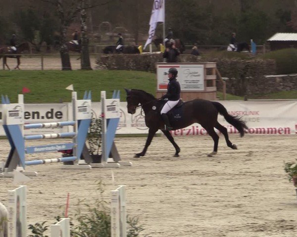Reitturnier Westergellersen 2025