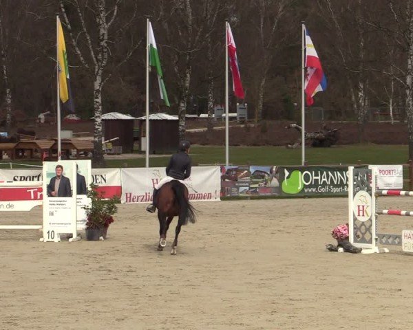 Reitturnier Westergellersen 2025