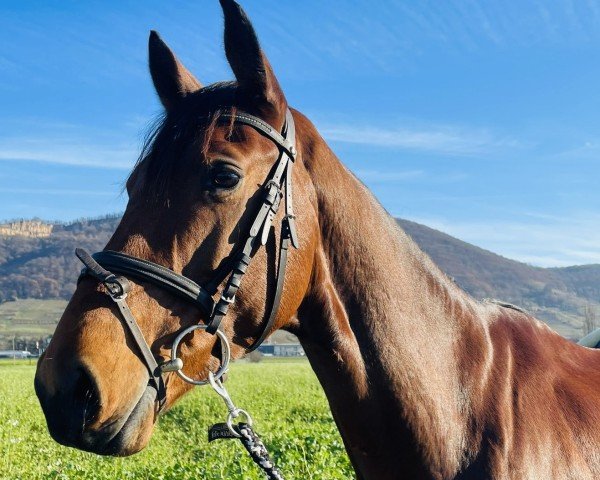 jumper Care 5 (Zangersheide riding horse, 2018, from Cornetto du Domaine)