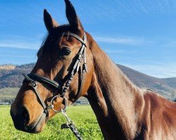 jumper Care 5 (Zangersheide riding horse, 2018, from Cornetto du Domaine)