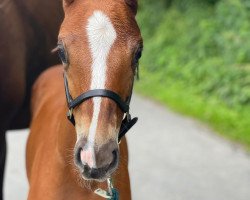 Pferd Forever Hope C (Westfale, 2021, von Fashion In Black NRW)