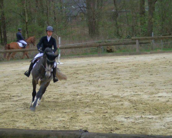 Reitturnier Rhede 2025