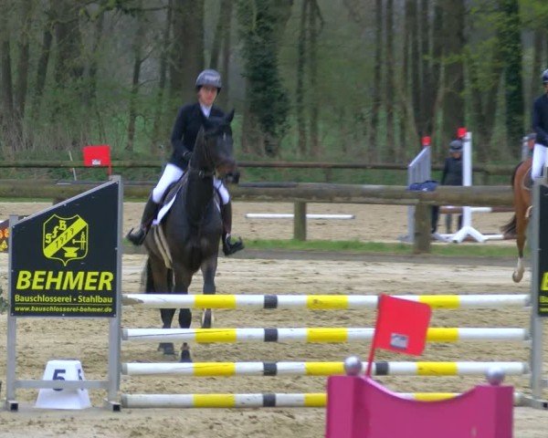 Reitturnier Rhede 2025