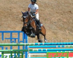 horse Vigaro (KWPN (Royal Dutch Sporthorse), 2002)