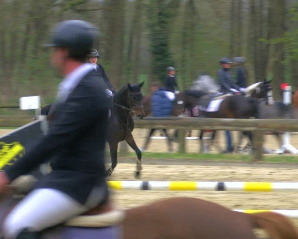 Reitturnier Rhede 2025