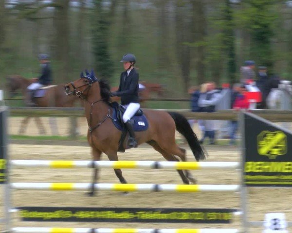 Reitturnier Rhede 2025