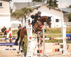 jumper Nevada van't Pluimke Z (Zangersheide riding horse, 2012, from Numero Uno)
