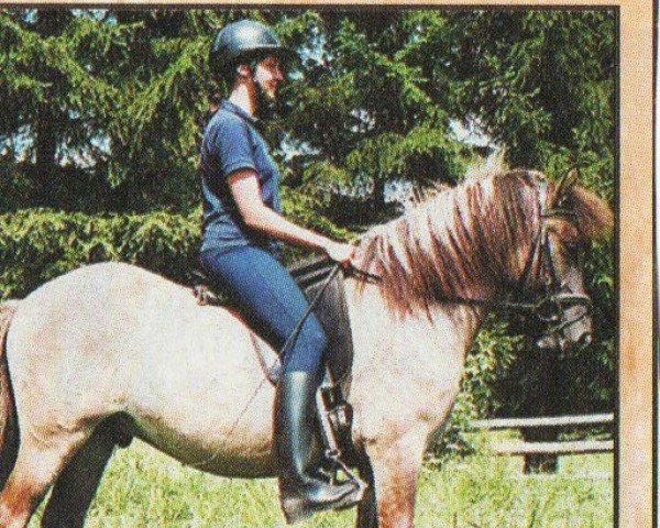 horse Kraki vom Wendalinushof (Iceland Horse, 1998, from Kraftur fra Skardi) horse Kraki vom Wendalinushof (Iceland Horse, 1998, from Kraftur fra Skardi)
