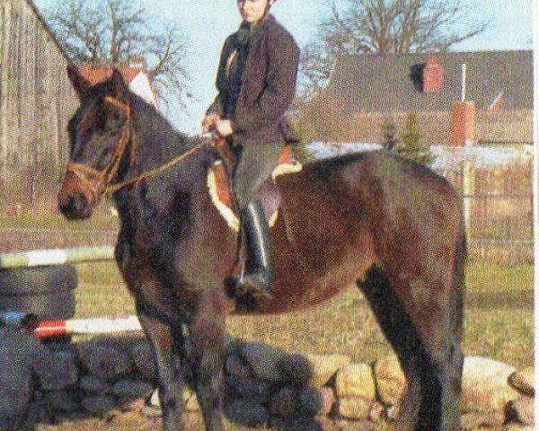 Pferd Gorki (Mecklenburger, 1999, von Gloriosus)