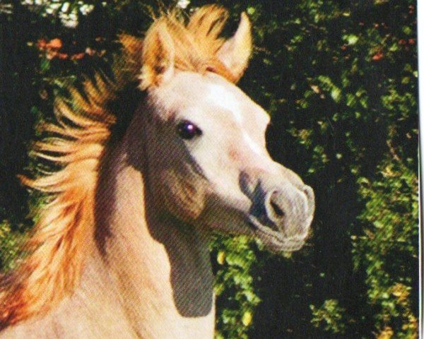 Pferd Once In A Lifetime (Araber, 2011, von GR Amaretto EAO)