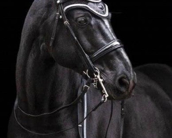 dressage horse Fürst Cloppenburg (Oldenburg, 2010, from Fürst Fugger)