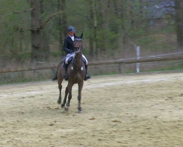 Reitturnier Rhede 2025