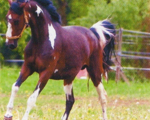 broodmare Fortissima DG (Oldenburg, 2004, from Sempatico M)