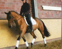 Dressurpferd Canaris 48 (Oldenburger, 2006, von Clapton)