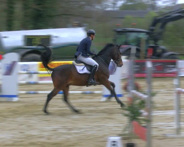 Reitturnier Rhede 2025