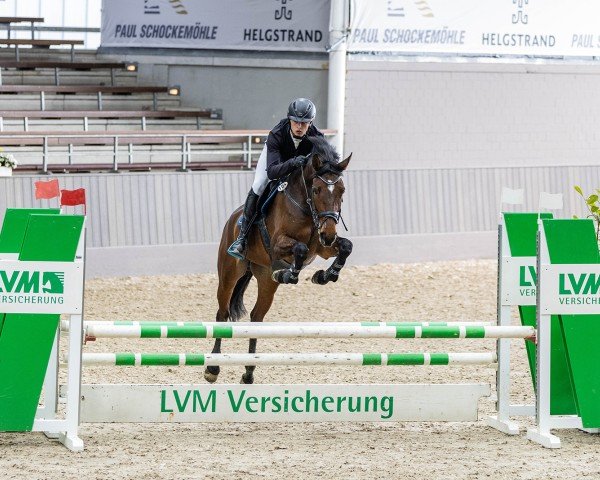 Springpferd Dakaria H (Westfale, 2019, von Dembelé L)
