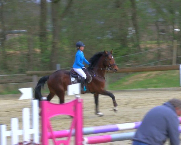 Reitturnier Rhede 2025