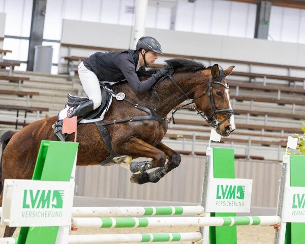jumper Klarina H (Westphalian, 2016, from Kannan)