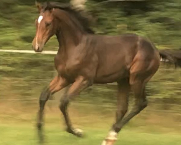 horse Hengst von United Way / Acorado (Holsteiner, 2020, from UNITED WAY)