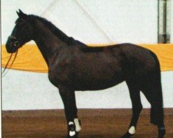 broodmare Ebony Art (Hanoverian, 2007, from Espri)