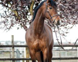 Springpferd Chac - Len (Deutsches Sportpferd, 2020, von Chacfly PS)