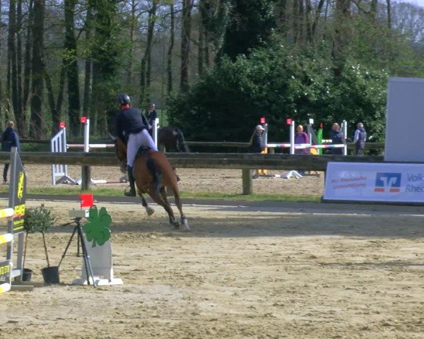 Reitturnier Rhede 2025