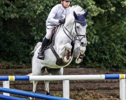 Springpferd Cascadeur 102 (Holsteiner, 2010, von Calazio 170 FIN)