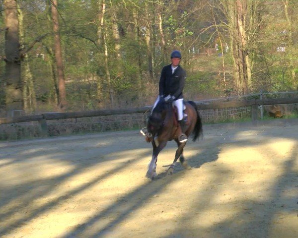 Reitturnier Rhede 2025