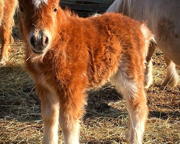 Fohlen von KM Pandora Cherry Punch of Kingsmountain (Shetland Pony (unter 87 cm), 2025, von Fleetwood Ley Piano)