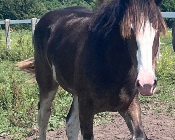 horse Aurora (Clydesdale, 2022, from Bud Ridge Hunter)