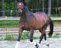 jumper Gerla (Czech Warmblood, 2007, from Lombard-1)