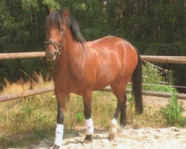 Dressurpferd Edgar 46 (Schlesier, 2007, von Dastin xx) Dressurpferd Edgar 46 (Schlesier, 2007, von Dastin xx)