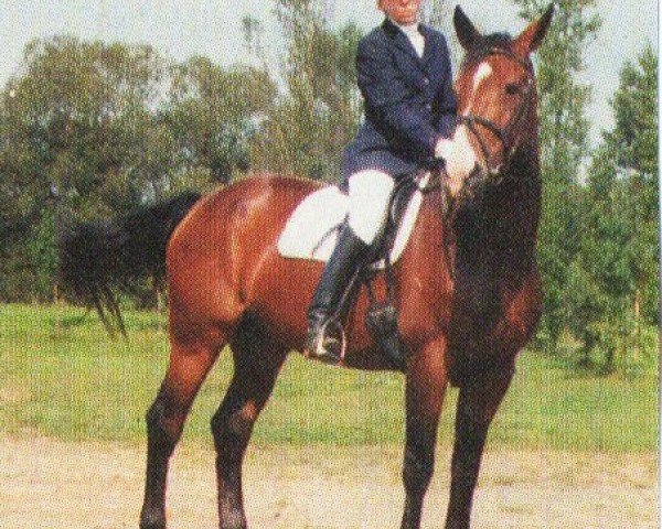 horse Bonni (Hanoverian, 1994, from Bogenschuetze)