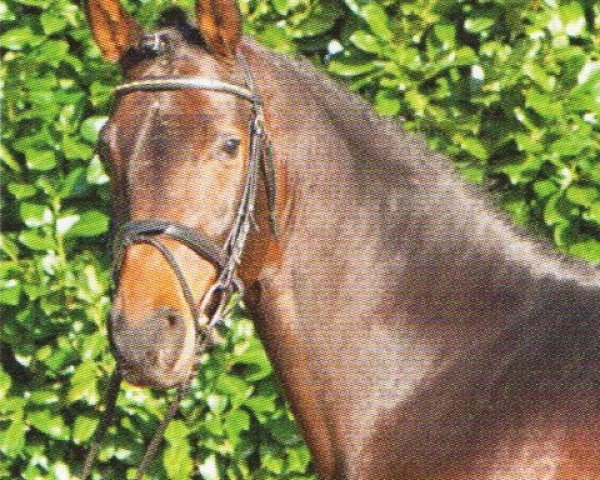 dressage horse Fokuss 2 (Latvian Warmblood, 2004, from Fiano)