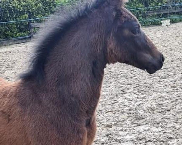 broodmare Do it Again DG (German Riding Pony, 2024, from Damenstolz A)
