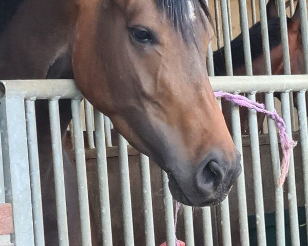 broodmare Evita E (Rhinelander, 2020, from Escamillo)