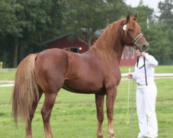 stallion Baldur aus der schützenden Hand (Knabstrupper, 2001, from PrH Baron aus der schützenden Hand)